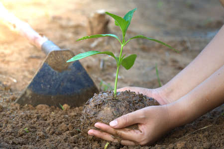 The top view of the hands that dominate the tree seedlings represents natural environmental friendliness.の写真素材