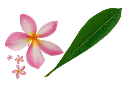 Leaf and flower patterns of plumeria Isolated white background.の写真素材