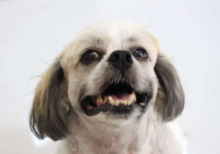 A cute white Shih Tzu looking at the camera. Selective focus.の写真素材