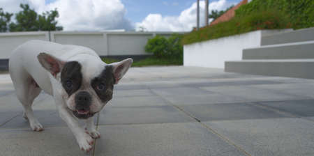 French bulldog on the sidewalk looking at the camera.の写真素材