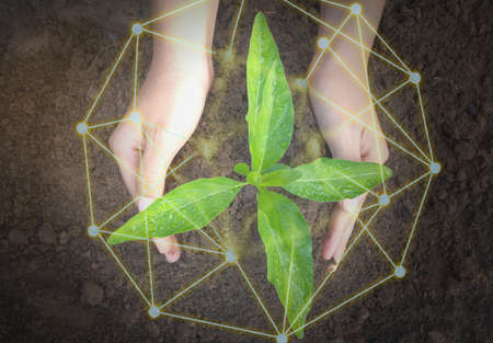 The top view of the hand holding the seedling shows natural environmental friendliness, protection...