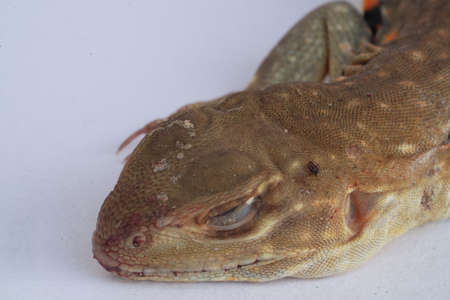 A close-up of a species of reptile with a reddish brown body in Thailand and in tropical countries....
