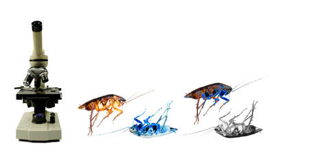 A microscope and a dead brown cockroach in the kitchen. Isolate white background, research ideas on...
