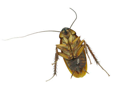 A crawling brown cockroach isolated on white background The concept of cleanliness and disease...