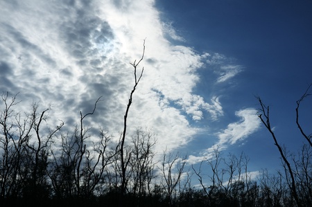  nice beauty mangrove forest and skyの写真素材