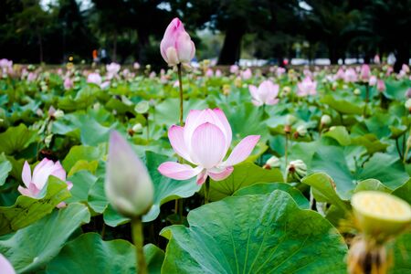 Lotus in thailandの写真素材