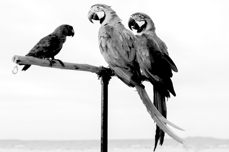 Birds on the branchの写真素材