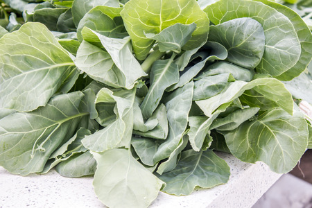 Vegetables without soil.