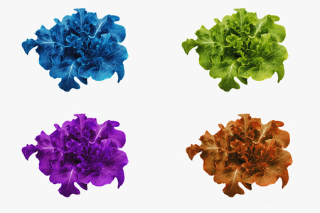 Vegetables without soil.の写真素材