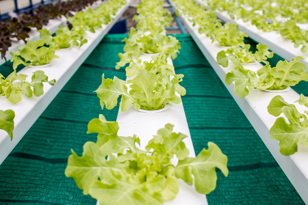 Vegetables without soil.の写真素材