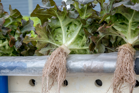 Vegetables without soil.の写真素材