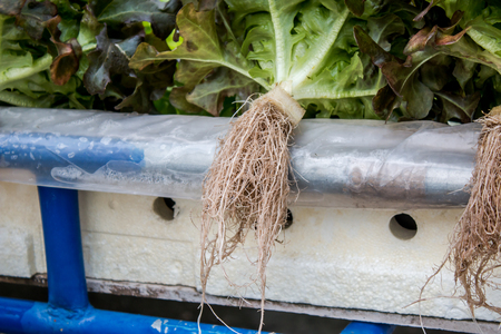 Vegetables without soil.の写真素材
