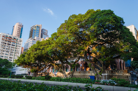 Big tree in Nathan roadの写真素材