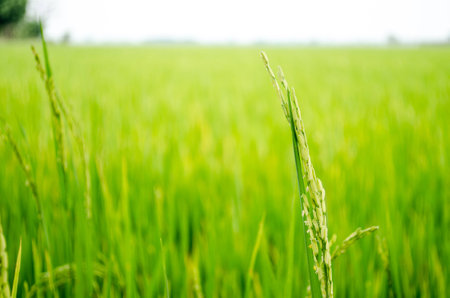Green Rice in the Paddy Field Background, Thailandの写真素材