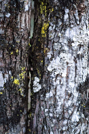 Close up White and Yellow Parasite on Treeの写真素材