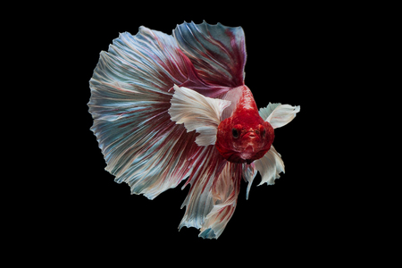 Red Siamese fighting fish Big Ear Dumbo Halfmoon Fancy Bettaの写真素材