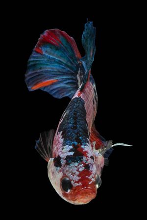 Siamese fighting fish Fancy Bettaの写真素材