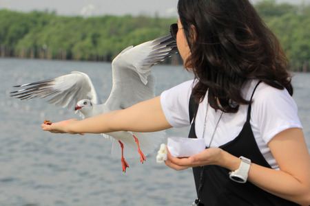 Seagull flying to eat food from woman hand feeding.の写真素材