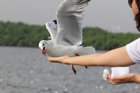 Seagull BIRD flying to eat food from woman feeding with food crushing split floating in the air...