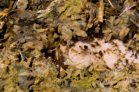 close up rotten rice with mold. old uneatable food. unhealthy concept.の写真素材