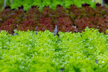 Fresh hydroponic vegetable row in farm. Agricultural plants organic vegetable salad in garden.
