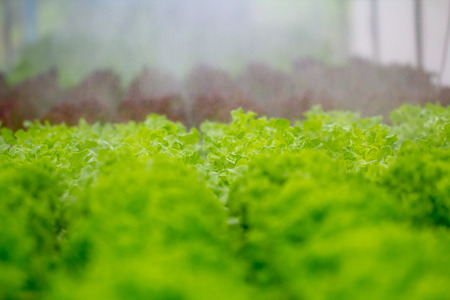 Springer water system working in hydroponic vegetable farm. Watering agricultural fresh plants...