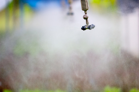 Springer water system working in hydroponic vegetable farm. 
Watering agricultural fresh plants organic vegetable salad in farm.
Mist Nozzle spraying water in garden.の写真素材