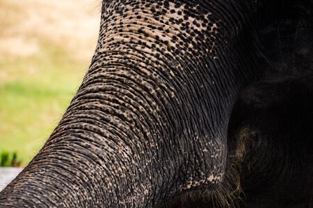 Close up elephant head with wrinkled texture skin in nature green background.