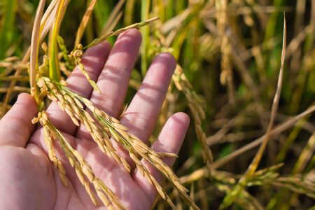 Farmer hand tenderly touching young fresh rice, holding golden organic rice in hand. Agriculture farming industrial concept.の写真素材
