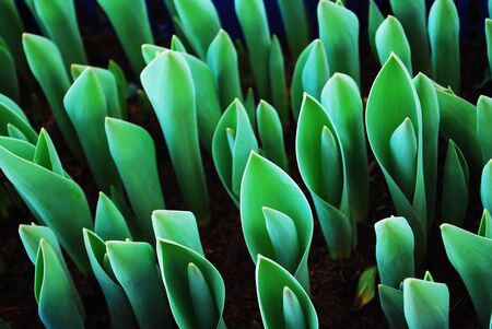 young sprout tulipの写真素材