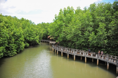 The mangrove forest at Chang Island Thailand on Sep 18, 2011のeditorial素材