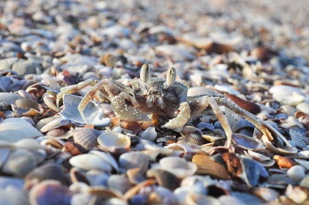 The Close up of crab on shellの写真素材
