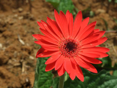 Close up of Red Gerberaの写真素材