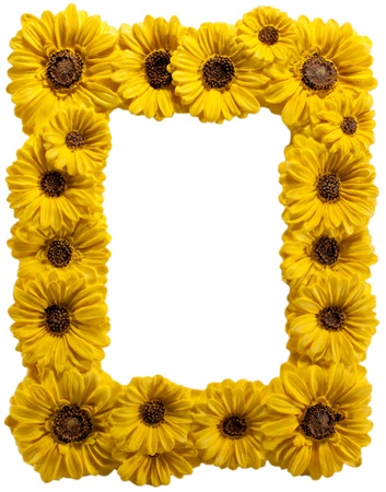 Sunflowter photo frame on white backgroundの写真素材