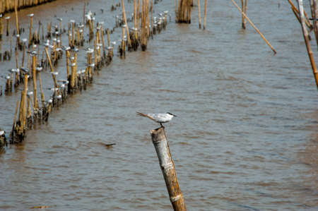 Seagulls holding on bamboo wave barrier