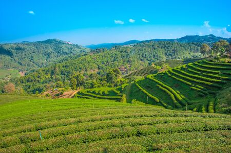 Tea terrece fields at northern Thailandの写真素材