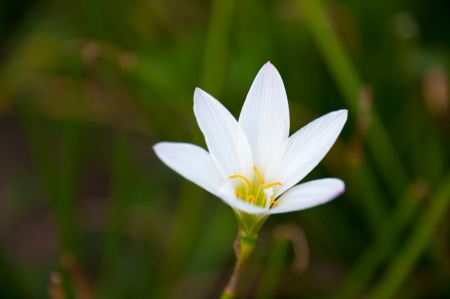 Closed up of white Fairy Lilyの写真素材