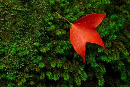 Maple leaf species found in Thailandの写真素材