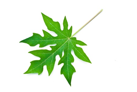 Papaya leaf isolated on white.の写真素材