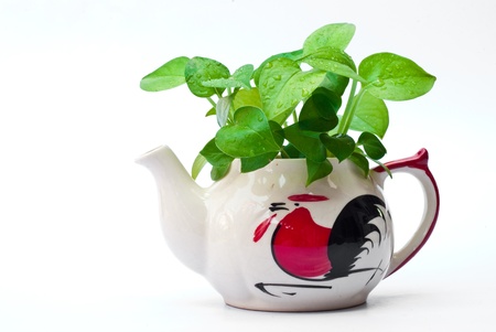 White teapot with leaves are green.の写真素材