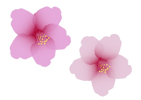 The cherry blossom flower vectorのイラスト素材