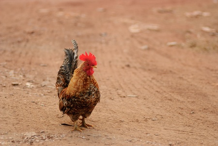 Bantam beautiful male with a long tail.の写真素材