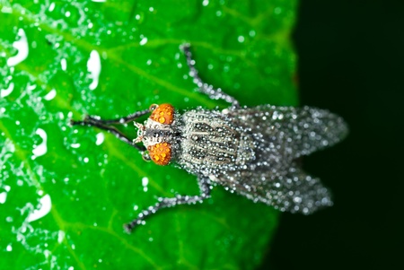 Flies in the green nature.の写真素材