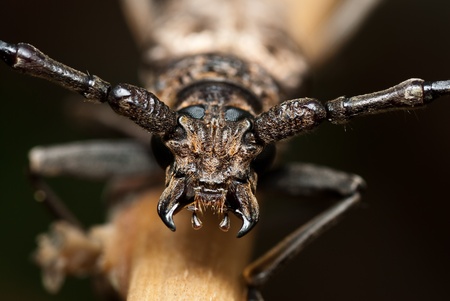 Beetle on the branchの写真素材