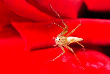 Jumping spiders live on the red roseの写真素材