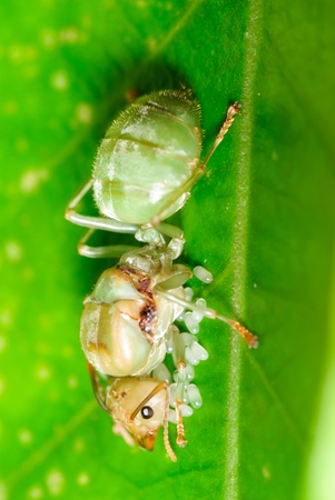 Green ants are guarding its eggs.の写真素材