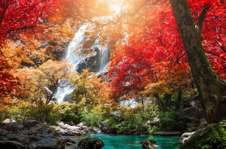 Forest in autumn with river and waterfalls. There are beautiful rivers and waterfalls in the autumn...