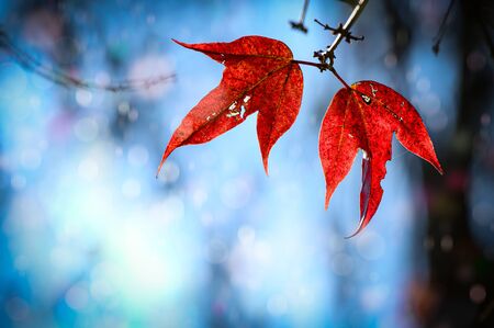 Natural background where the focus is as soft as it is in a dream with bokeh. Red maple leaves in...