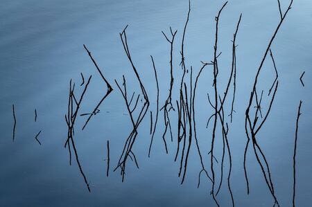 Dark blue abstract background image, the reflection of the lake. The branches that show up from the water.の写真素材