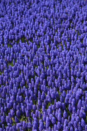 Lavender flowers blooming in a fieldの写真素材